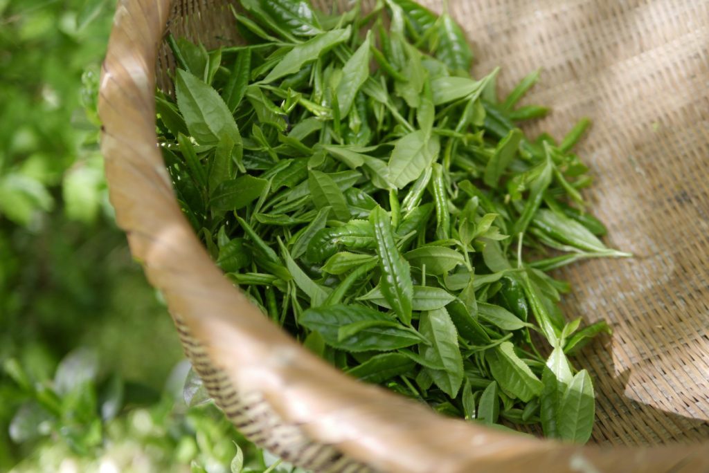 Le thé vert est souvent utilisé dans les produits minceur comme brûleur de graisses.